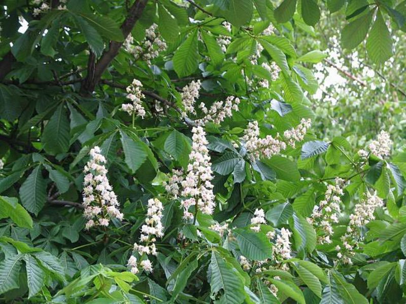 Каштан конский "Memmingeri" (Aesculus hippocastanum "Memmingeri"). Конский каштан обыкновенный. Каштан конский саженцы. Корень конского каштана.