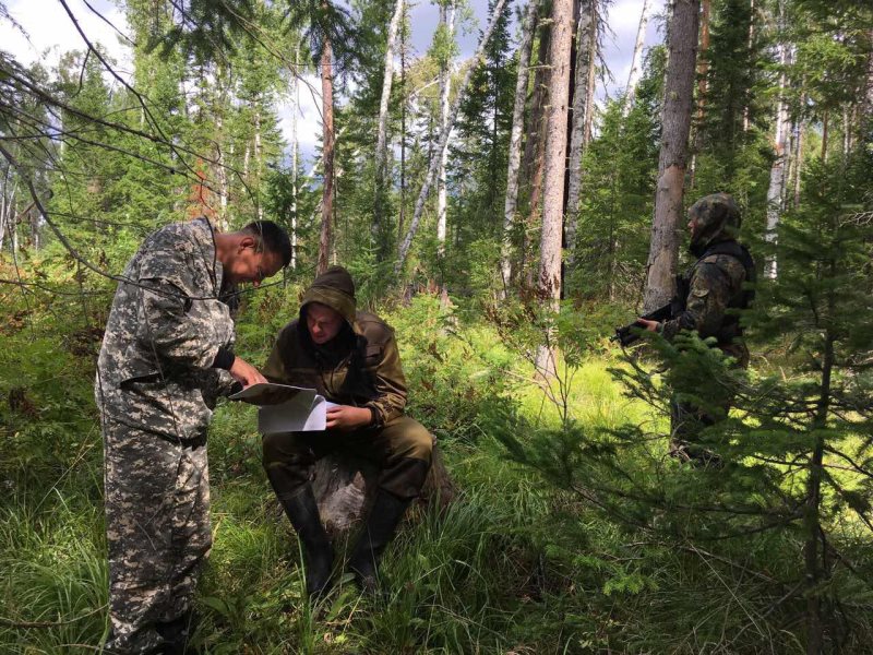 В красноярском крае есть особая группа русских. Лесной фонд Красноярского края. Защита леса Красноярск. Служба лесопользования. Лесопользование в Красноярском крае.