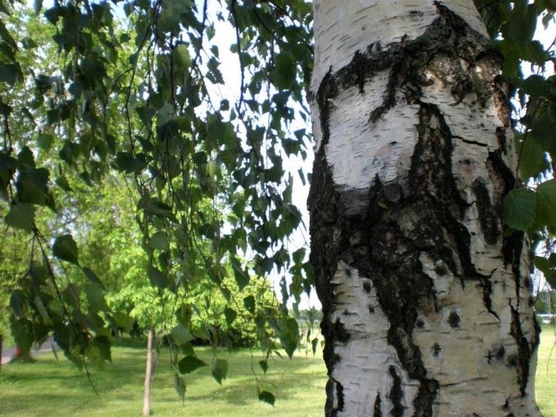 Расстояние между городами Береза (Самарская область) и Большая Глушица (Самарская область)