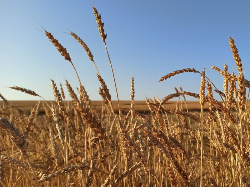 Темп сельский. Главная зерновая культура в Уральском районе. Когда убирают Яровую пшеницу. Июнь что убирают из зерновых.