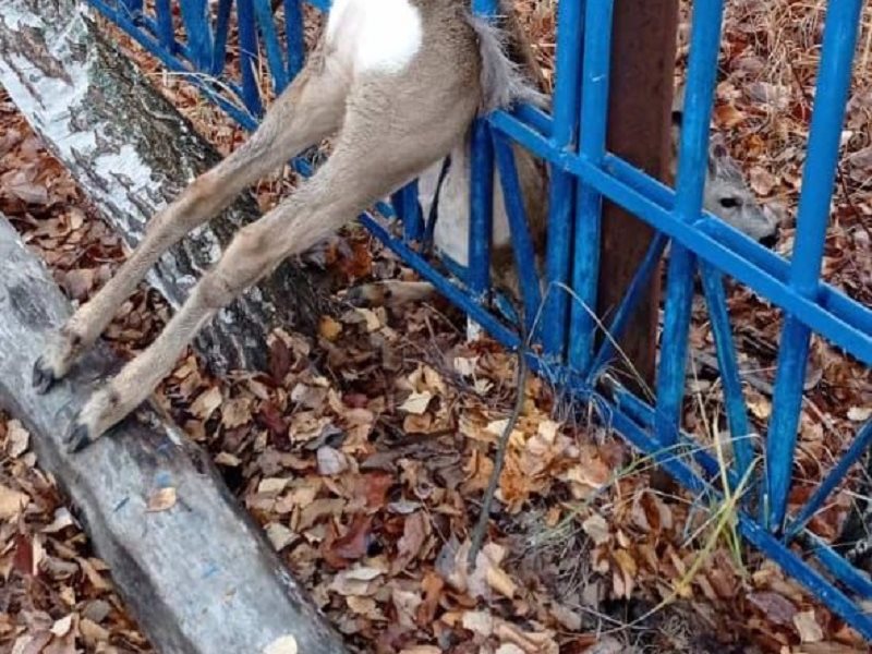 Косуля в нижегородской области фото