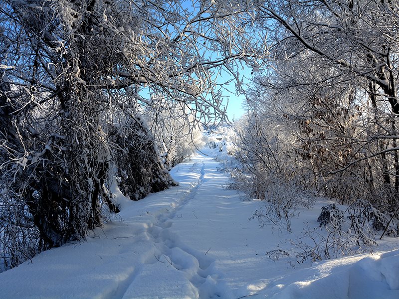 Песня реки и земля остыла. Природа родного края зима. Зима на родном краем. Остыли реки и зима. Базарно Карабулакский лес зимой.