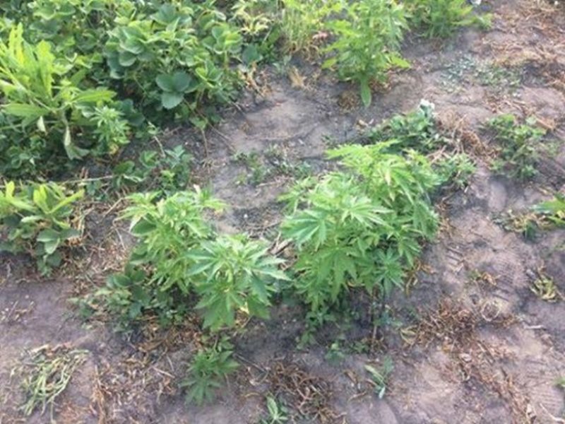 Как найти коноплю в огороде если в доминикане марихуана