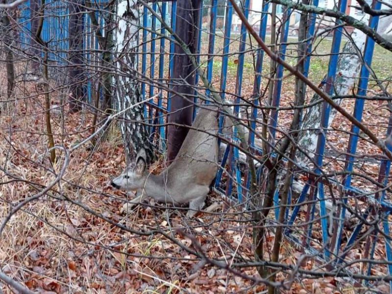 Косуля в нижегородской области фото