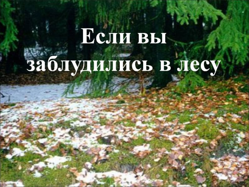 Лес остался. Если заблудился в лесу. Если вы потерялись в лесу. Если ты заблудился в лесу. Если заблудился в лесу картинки.