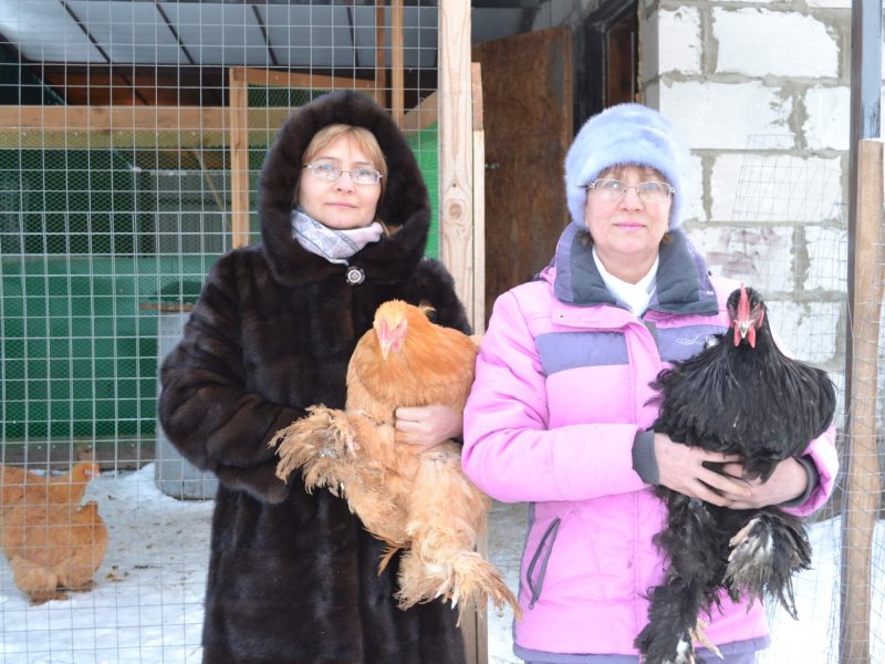 Голос примокшанья последний номер. Голос Примокшанья Ковылкино. Птицефабрика Ковылкинский район. Ковылкино магазин птица. Барыльник Александра пернатые Непоседы село красный Яр.