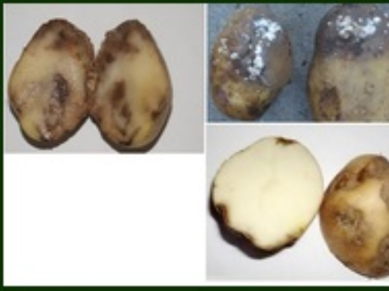 Болезни картофельных клубней в фотографиях