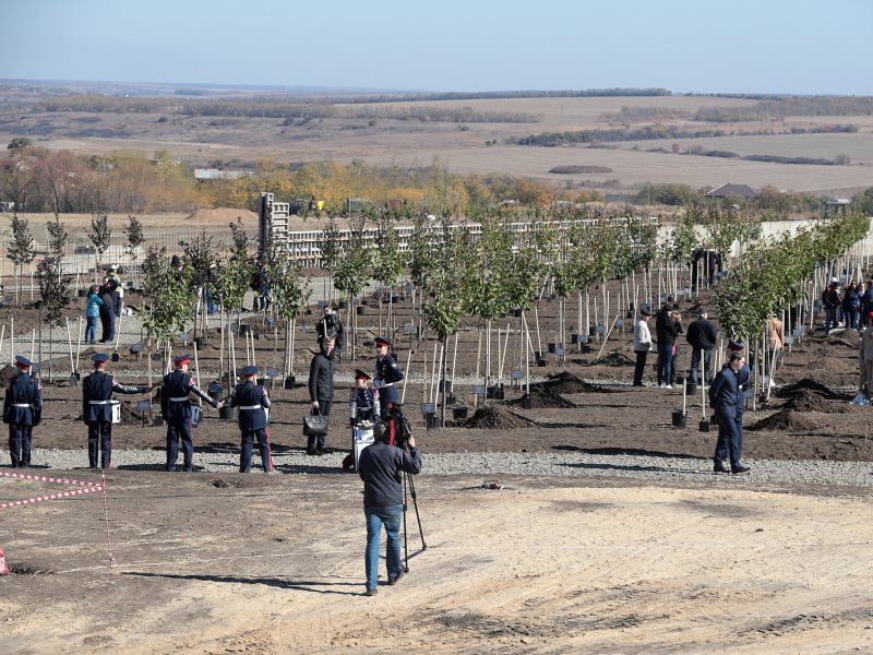 Гражданская оборона ростов. Растения на Самбекских высотах. Самбекские высоты сад Победы. Качели на Самбекских высотах.