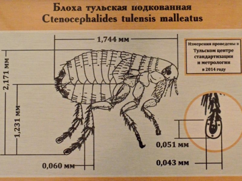 Рисунок профессор и блоха