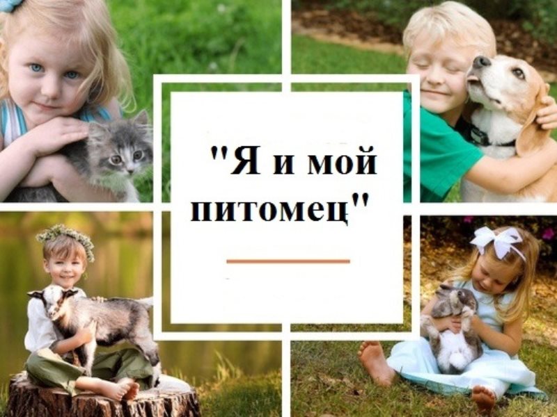 Картинка мои домашние питомцы