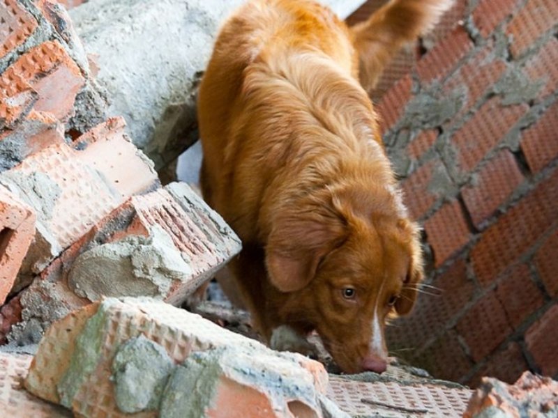 11 dogs. Спасатели на развалинах. Собака сильно стрессует. Собака чувствует себя виноватой.