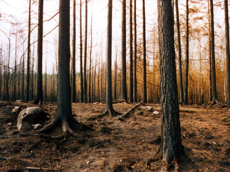 Фото чернобыль дерево