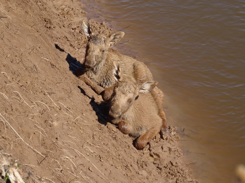 Лосенок играет в воде.