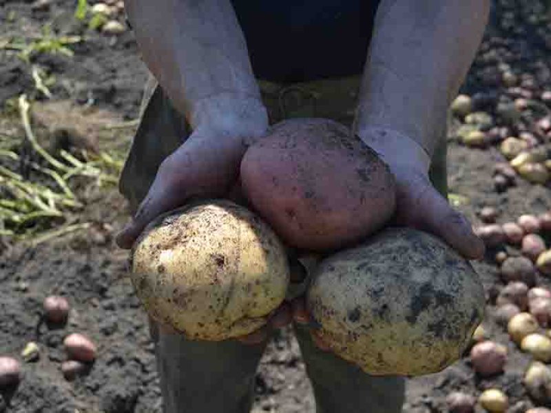 Урожайность картошки