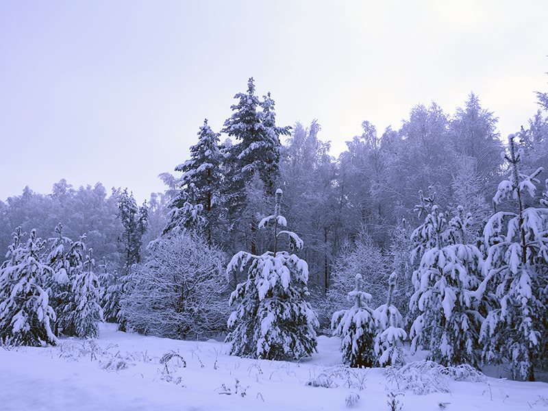 Родной край зимой. Природа родного края зима. Зима на родном краем. Родные края зимой. Пейзаж родного края зимой.