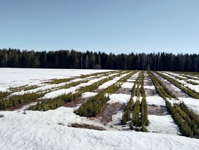 Подслушано красногорское удмуртия. 3200 Гектар. Полис село Красногорское. Холмик 50 тонн на питомниках.